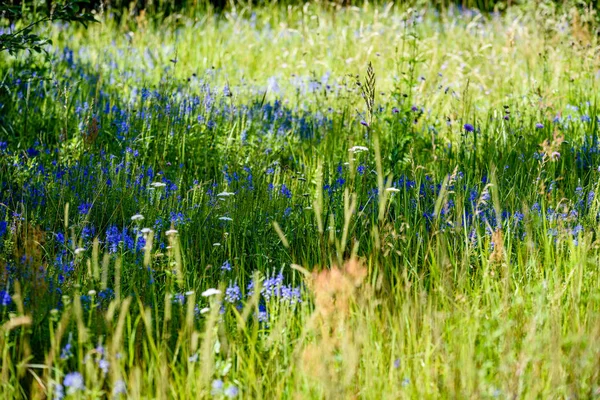 Fleurs printanières blanches sur fond vert — Photo