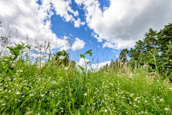 güneşli çayır çiçek ve yeşil çim ile. düşük noktadan