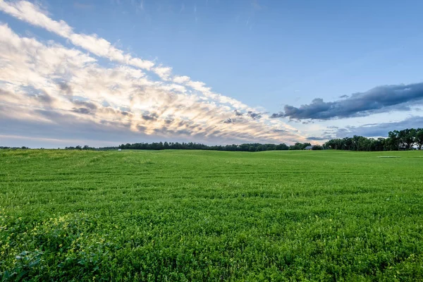 Weizenfelder im Sommer mit jungen Pflanzen — Stockfoto