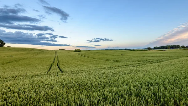 Yaz genç bitkileri ile buğday alanları