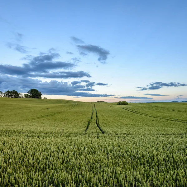 Yaz genç bitkileri ile buğday alanları