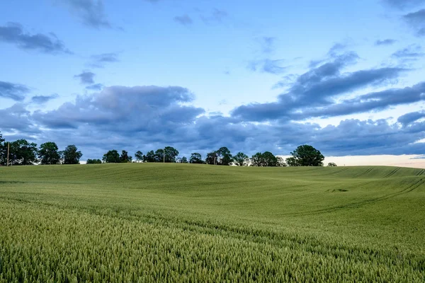 Wheat fields in summer with young crops — Stock Photo, Image