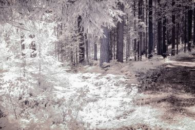 kızılötesi kamera görüntüsü. Orman Manzaralı