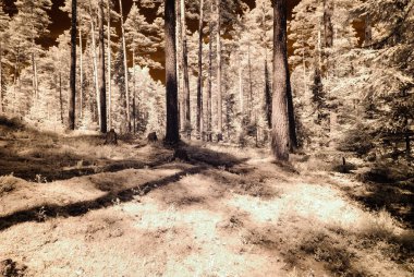 kızılötesi kamera görüntüsü. Orman Manzaralı