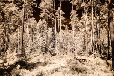 kızılötesi kamera görüntüsü. Orman Manzaralı