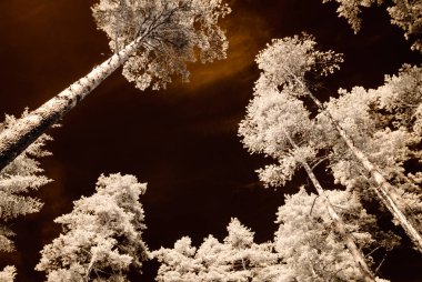 kızılötesi kamera görüntüsü. gökyüzü ağaçlar ve yaprakları