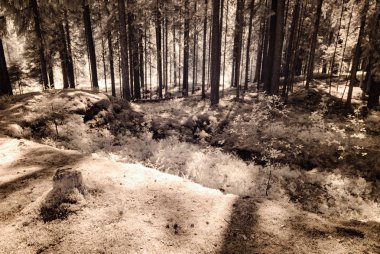 kızılötesi kamera görüntüsü. Orman Manzaralı