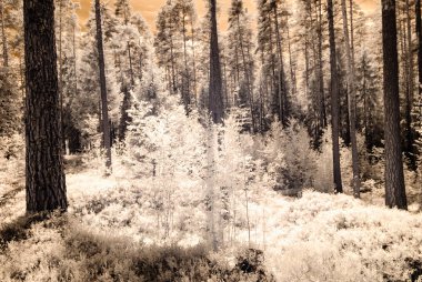 kızılötesi kamera görüntüsü. Orman Manzaralı