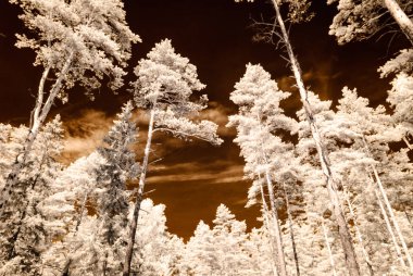 kızılötesi kamera görüntüsü. gökyüzü ağaçlar ve yaprakları