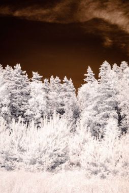 kızılötesi kamera görüntüsü. Orman Manzaralı