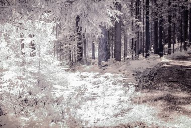 kızılötesi kamera görüntüsü. Orman Manzaralı