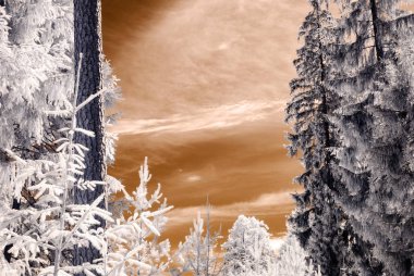 kızılötesi kamera görüntüsü. gökyüzü ağaçlar ve yaprakları