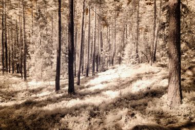 kızılötesi kamera görüntüsü. Orman Manzaralı