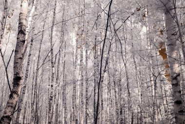 kızılötesi kamera görüntüsü. Orman Manzaralı