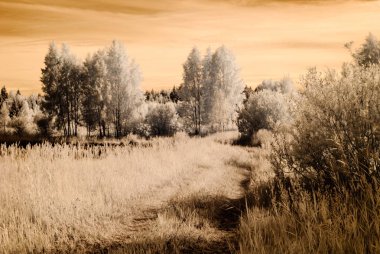 kızılötesi kamera görüntüsü. Yeşil alanlar açmak