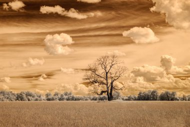 kızılötesi kamera görüntüsü. Yeşil alanlar açmak