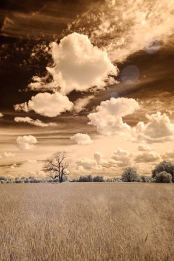 kızılötesi kamera görüntüsü. Yeşil alanlar açmak