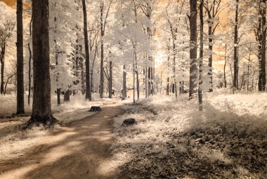kızılötesi kamera görüntüsü. kırsal kesimde çakıl yol