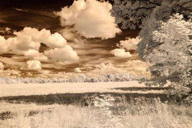 kızılötesi kamera görüntüsü. Orman Manzaralı