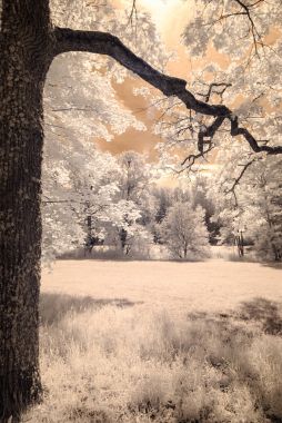 kızılötesi kamera görüntüsü. gökyüzü ağaçlar ve yaprakları