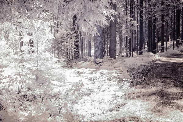 kızılötesi kamera görüntüsü. Orman Manzaralı