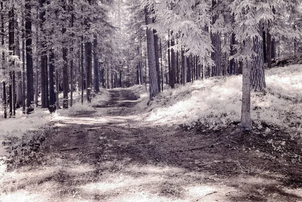 infrared camera image. forest view