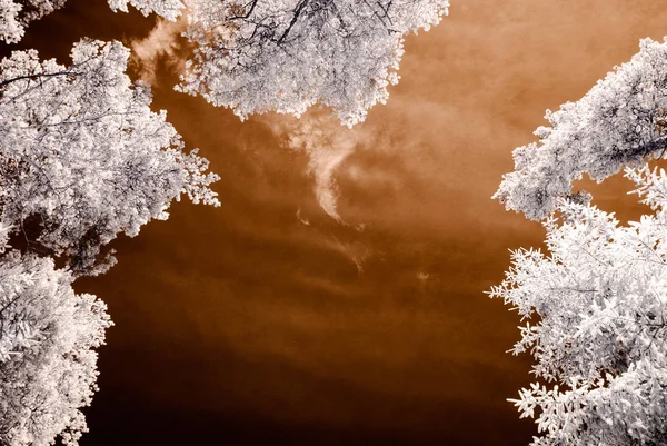 Imagen de la cámara infrarroja. paisaje a través de árboles y hojas — Foto de Stock