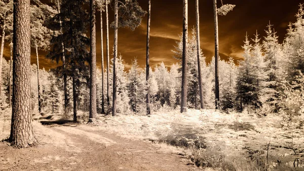 infrared camera image. forest view