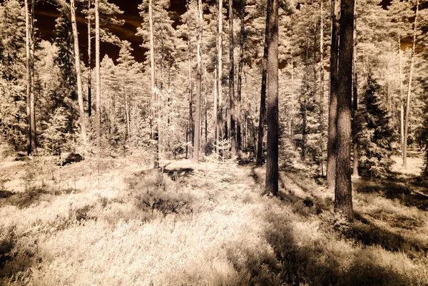 적외선 카메라 이미지입니다. 숲 보기 — 스톡 사진