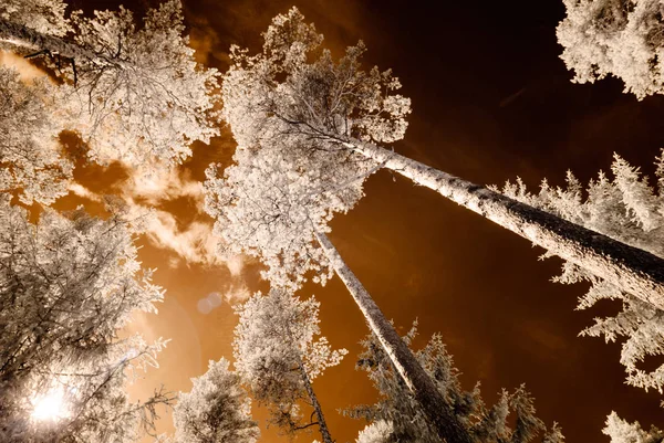 Imagen de la cámara infrarroja. paisaje a través de árboles y hojas —  Fotos de Stock