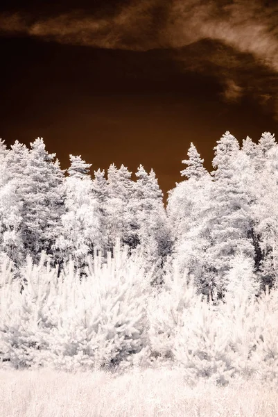 Imagen de la cámara infrarroja. vista al bosque — Foto de Stock