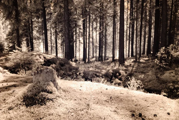 Infraröd kamerabild. skogsutsikt — Stockfoto