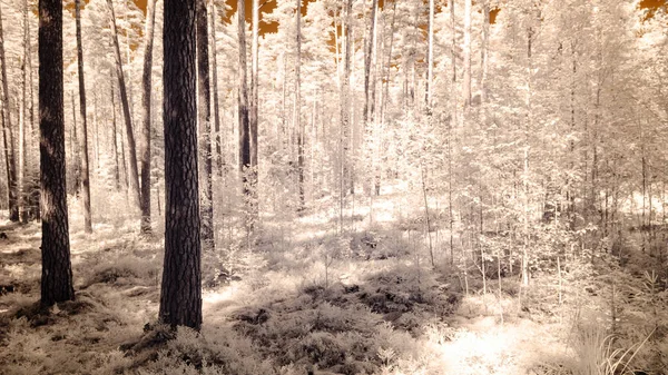 kızılötesi kamera görüntüsü. Orman Manzaralı