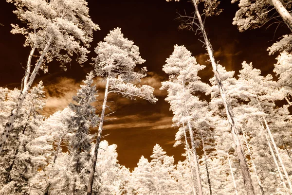 kızılötesi kamera görüntüsü. gökyüzü ağaçlar ve yaprakları