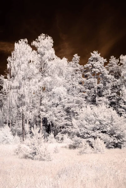 Imagem da câmera infravermelha. vista da floresta — Fotografia de Stock