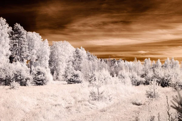 Imagen de la cámara infrarroja. vista al bosque — Foto de Stock