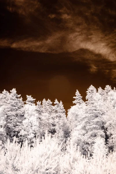 Infrarotkamerabild. Blick auf den Wald — Stockfoto