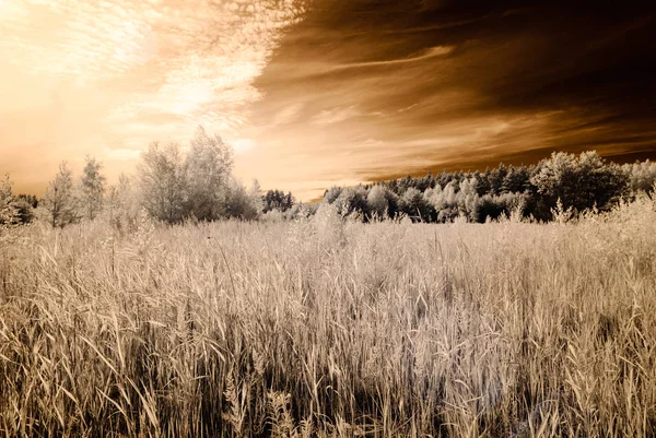 kızılötesi kamera görüntüsü. Yeşil alanlar açmak