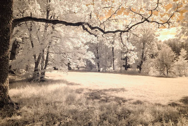Image de caméra infrarouge. skyscape à travers les arbres et les feuilles — Photo
