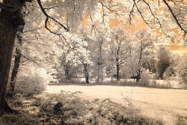 Imagen de la cámara infrarroja. vista al bosque — Foto de Stock