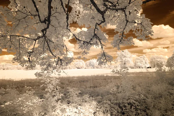 infrared camera image. skyscape through trees and leaves