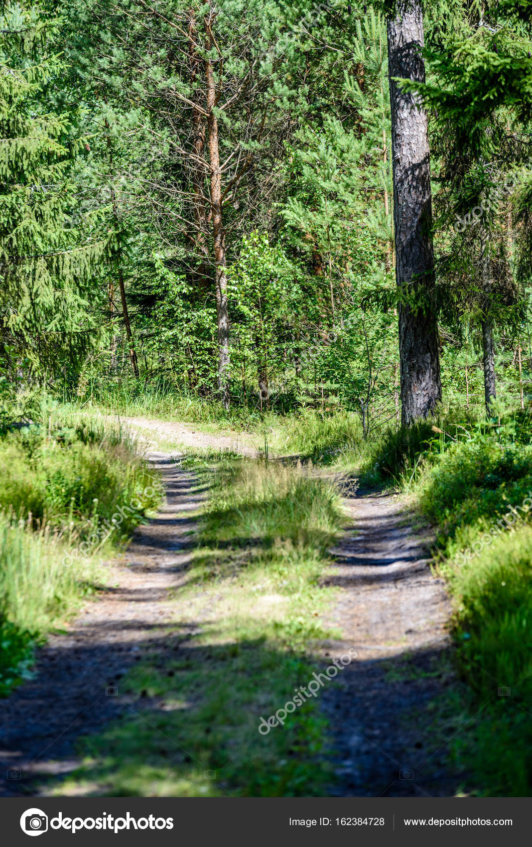 romantic gravel road in green tree forest — Stock Photo romantic gravel road in green tree forest — Stock Photo