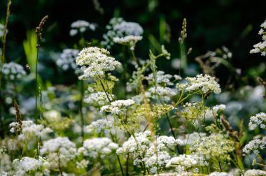 yeşil zemin üzerine beyaz bahar çiçekleri