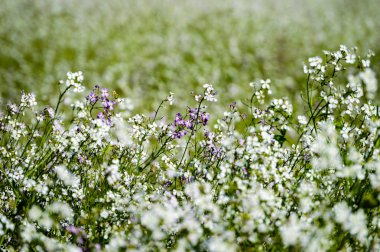 yeşil zemin üzerine beyaz bahar çiçekleri