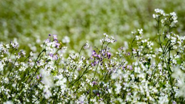 yeşil zemin üzerine beyaz bahar çiçekleri