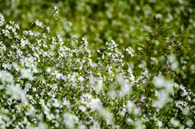 yeşil zemin üzerine beyaz bahar çiçekleri
