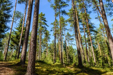 Yaz ormanı ağaçları. doğa yeşil ahşap güneş ışığı arka planı