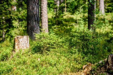 Yaz ormanı ağaçları. doğa yeşil ahşap güneş ışığı arka planı