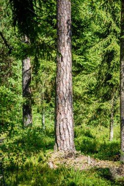 Yaz ormanı ağaçları. doğa yeşil ahşap güneş ışığı arka planı
