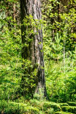 Yaz ormanı ağaçları. doğa yeşil ahşap güneş ışığı arka planı